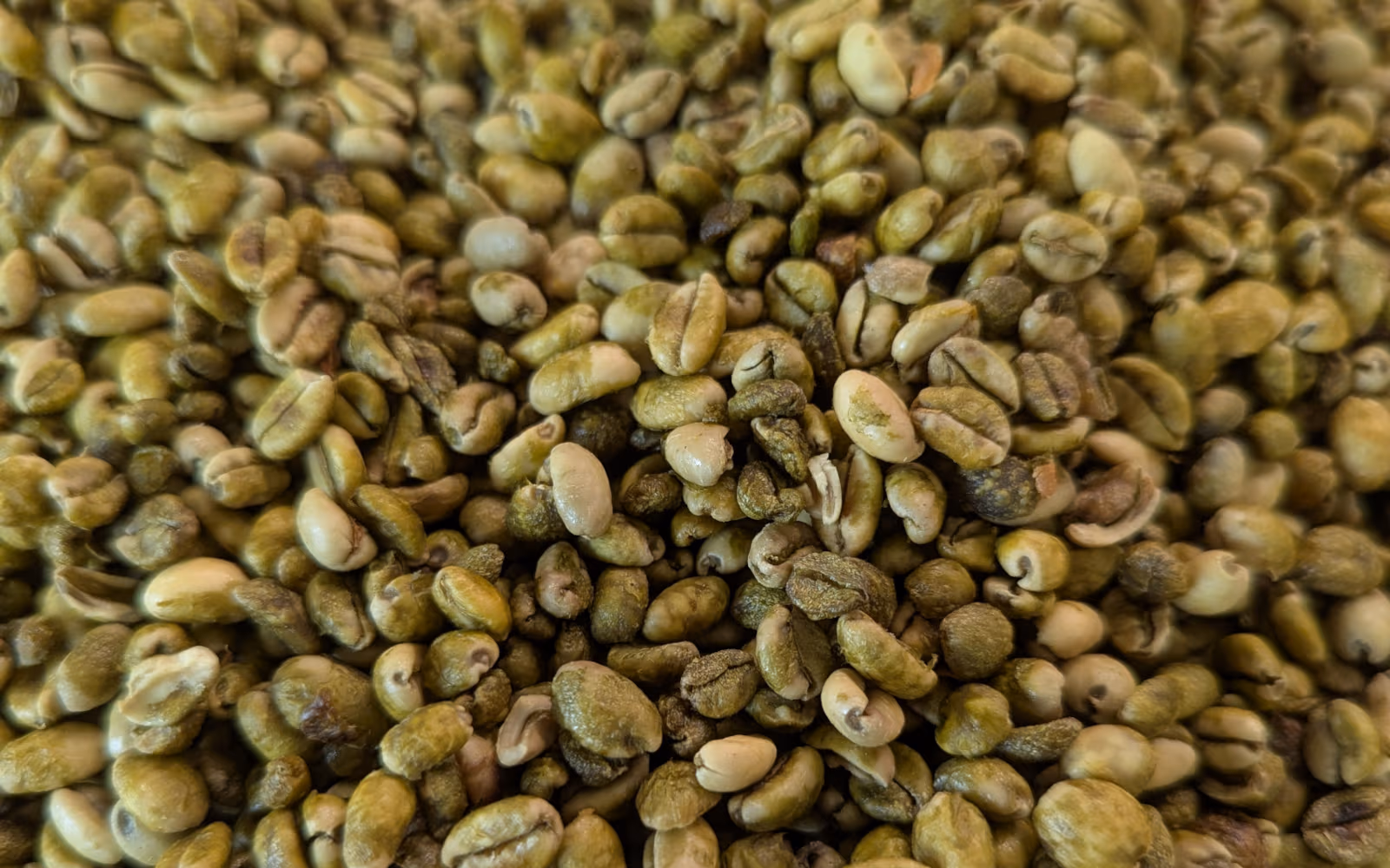 Base de travail des grains Gemmari