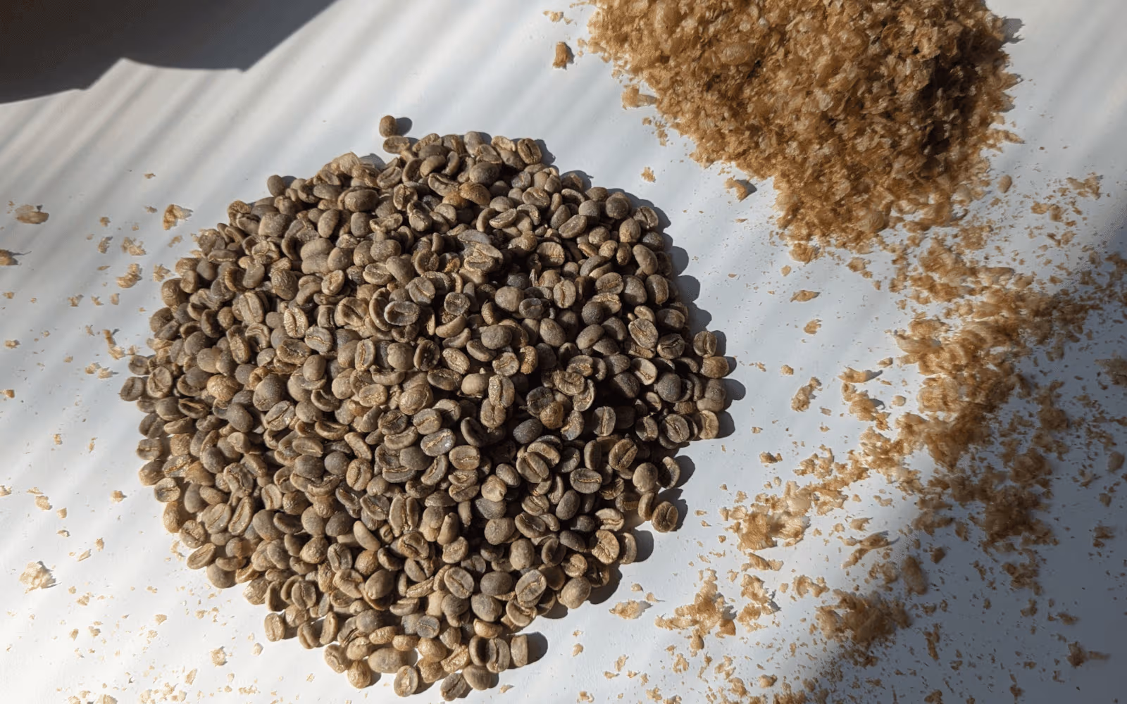 Grains de café vert Gemmari débarrassés de leur pellicule argentée avant torréfaction